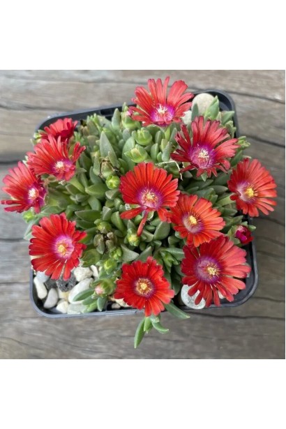 Делосперма червона